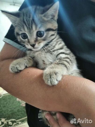 Котята