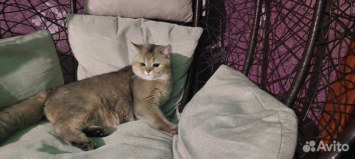 Британский кот