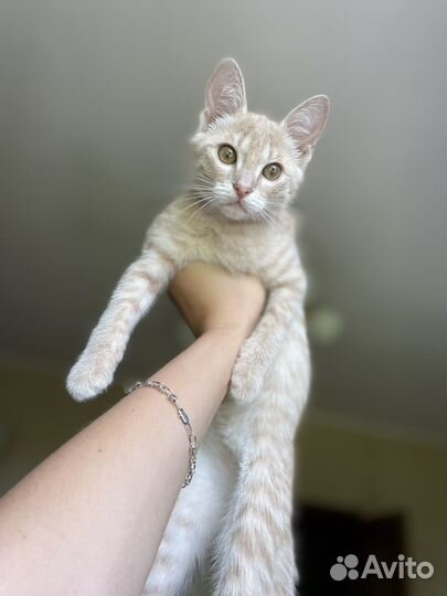 Котенок девочка бесплатно