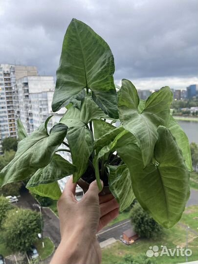 Сингониум, филодендрон, сциндапсус, пеперомия