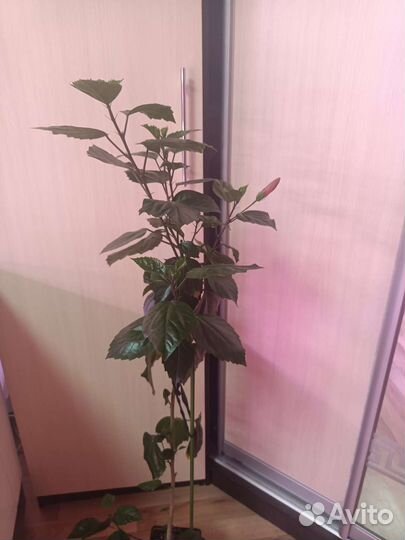 Продам цветы комнатные