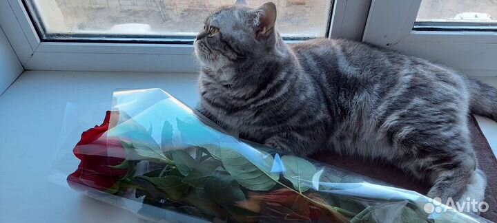 Шотландский кот вязка