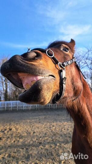 Молодая кобыла в спорт