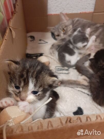 Котята в добрые руки