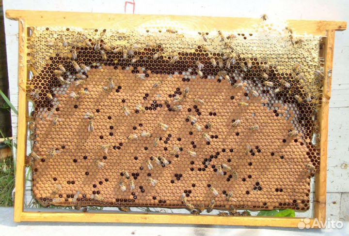 Круглогодично пчёлы для апитерапии