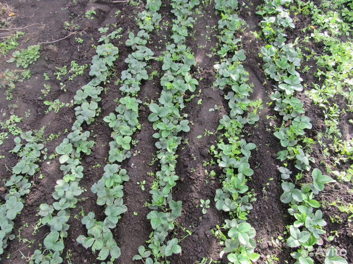 Продаются саженцы земляники