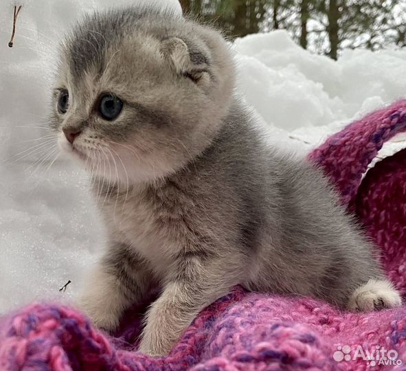 Вислоухие- фолд и прямоухие-страйт котята