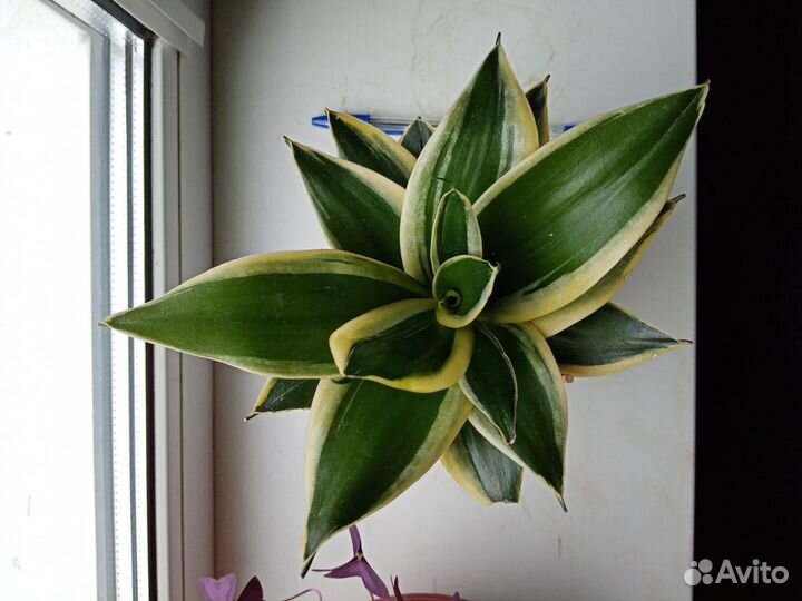 Сансевиерия ханни Крео Пагода взрослая розетка