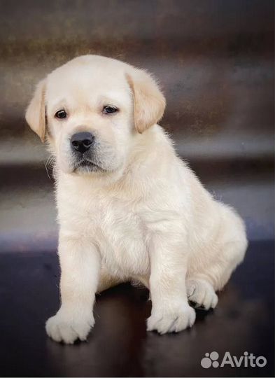 Щенки Лабрадора Ретривера