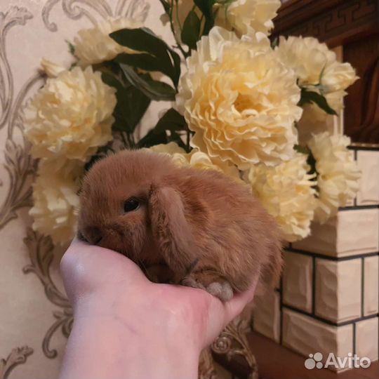 Карликовый барашек