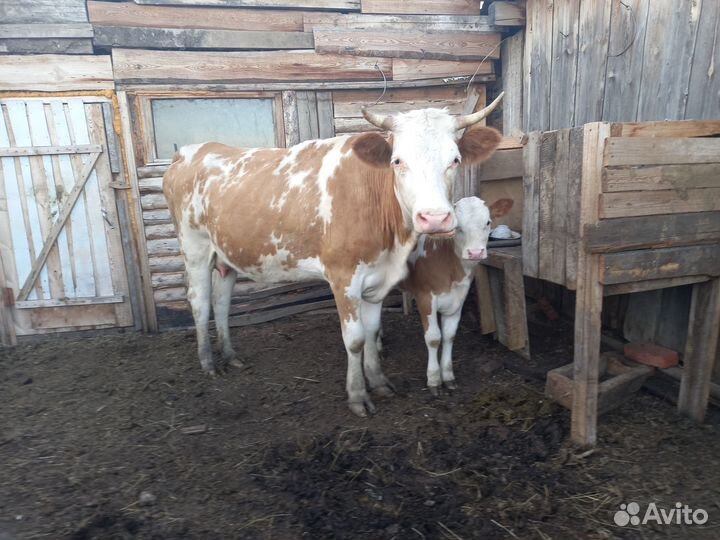 Корова с теленком