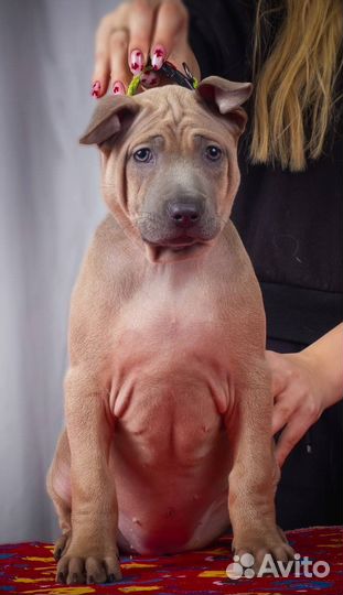 Щенки тайского риджбека