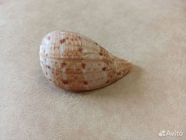 Морская раковина