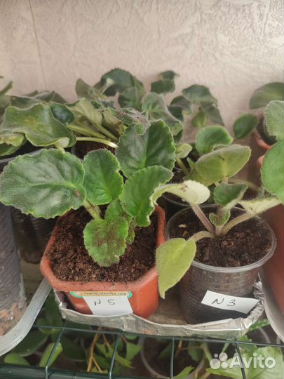 Комнатные цветы оптом и розница