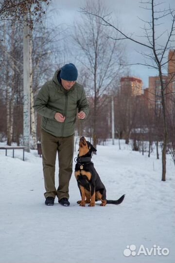 Дрессировка собак опытным кинологом