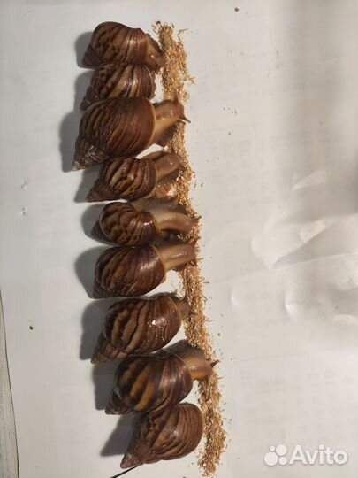 Улитки ахатины