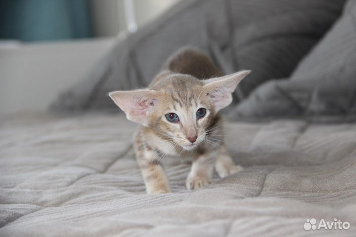 Ориентальная