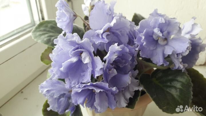 Фиалка комнатные цветы подарок