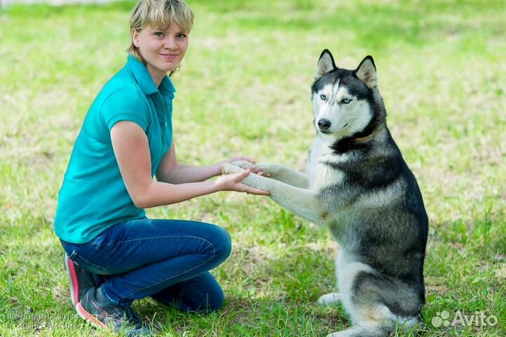 Выгул/Дрессировка/Передержка