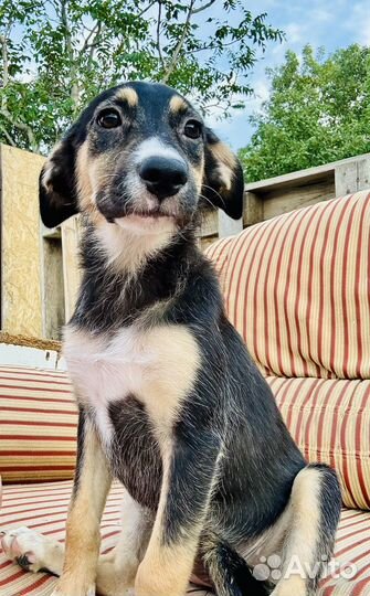 Щенок в добрые руки