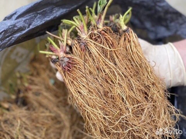 Рассада клубники фриго