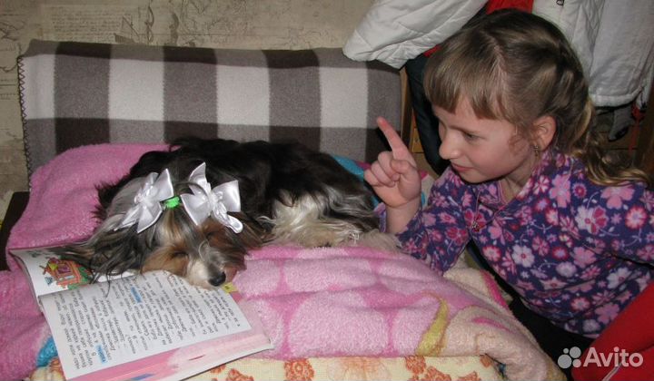 Бивер терьер мини