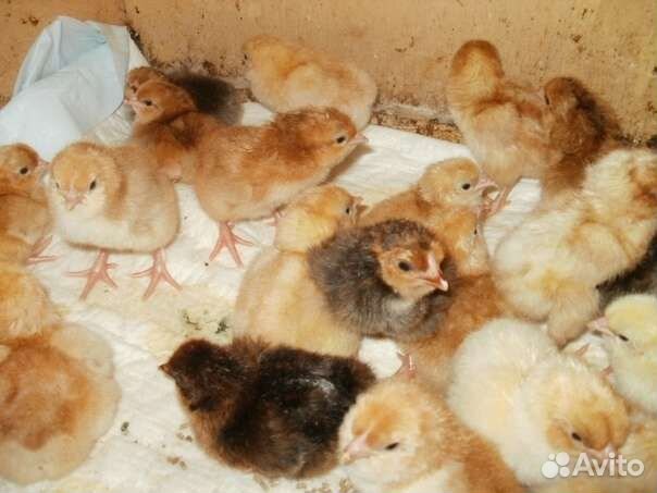Цыплята и доминанты по заказ, подрошеные