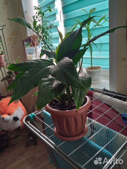 Комнатные цветы