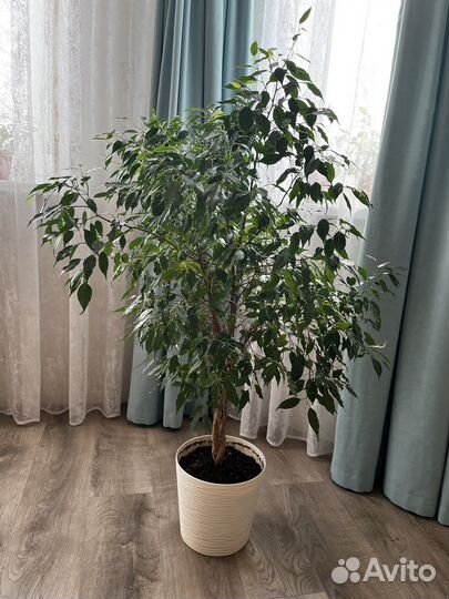 Фикус бенджамина плетеный