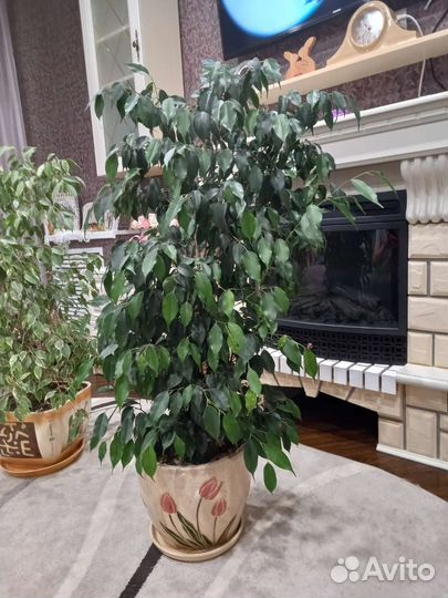 Фикус бенджамина