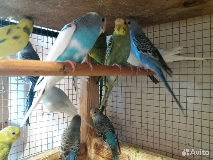 Волнистые попугайчики