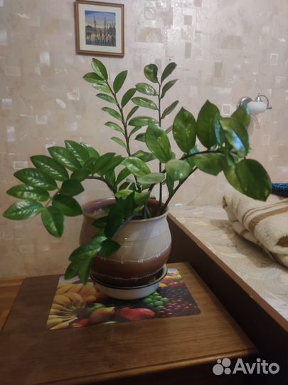 Замиокулькас долларовое дерево