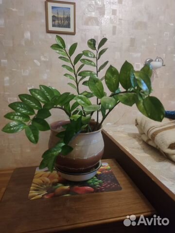 Замиокулькас долларовое дерево