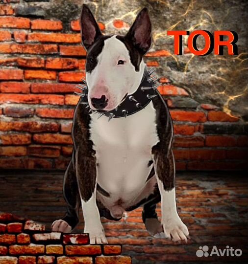 Стандартный бультерьер вязка