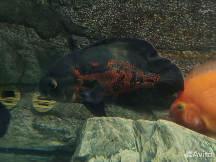 Рыбы, аквариумы