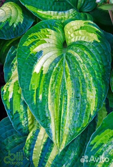 Растения-цветы для сада и дачи, водные для пруда