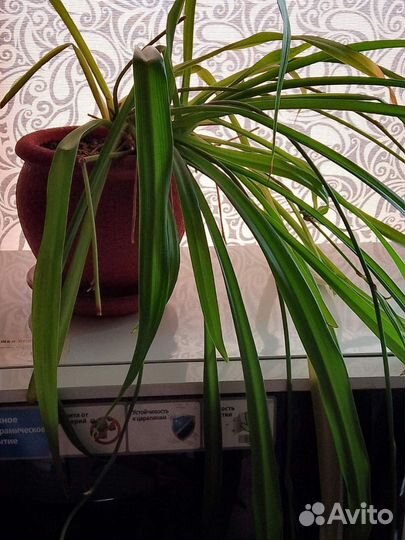 Хлорофитумы