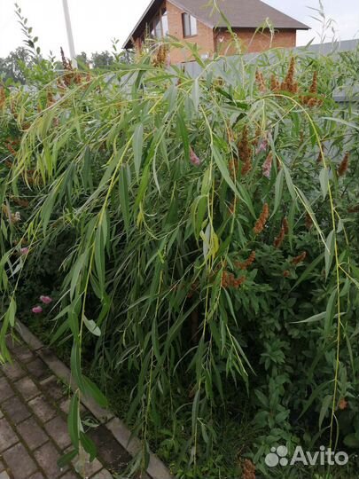 Садовые цветы и кустарники