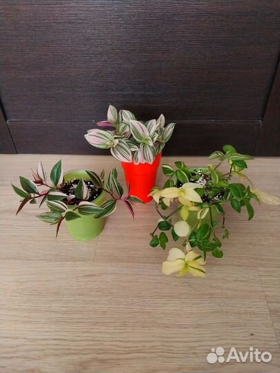 Традесканции сортовые