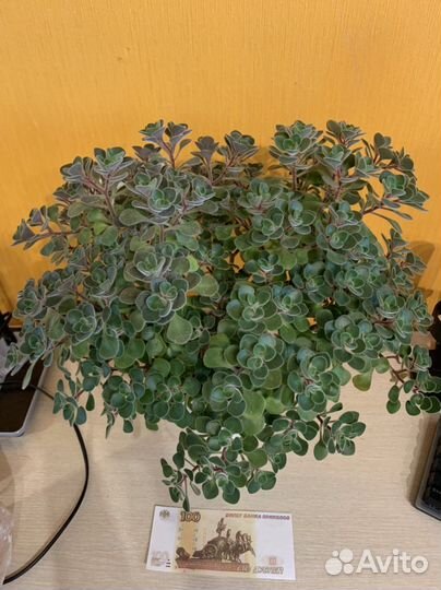 Аихризон дерево любви (счастья)