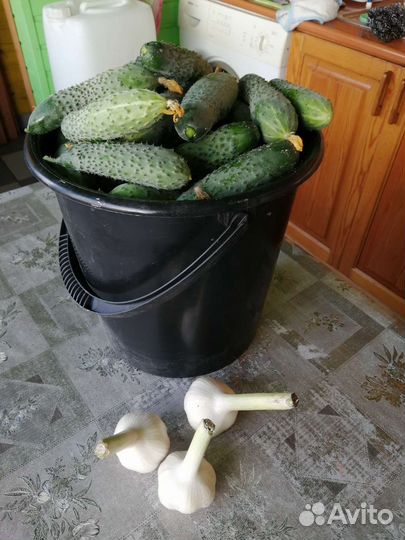 Огурцы домашние