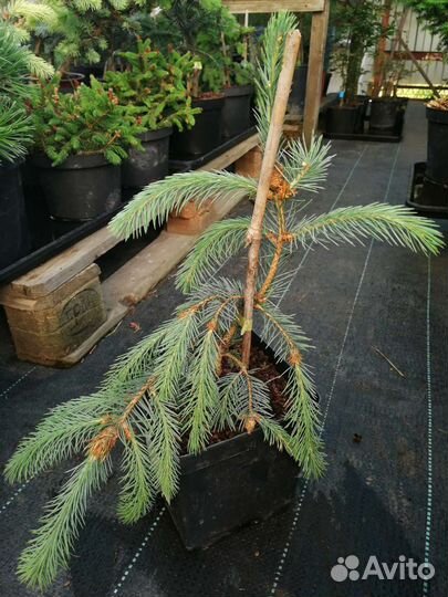 Эль Энгельмана Буш Лейс