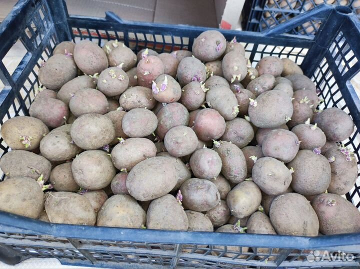 Семенной картофель местный