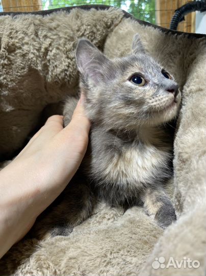 Котята ищут дом