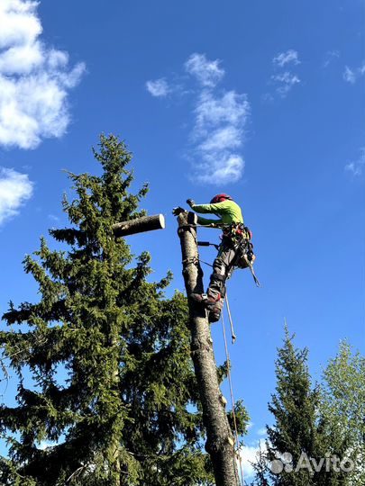 Удаление, спил, вырубка деревьев на участке