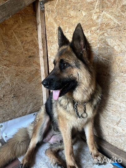 Щенки немецкой овчарки