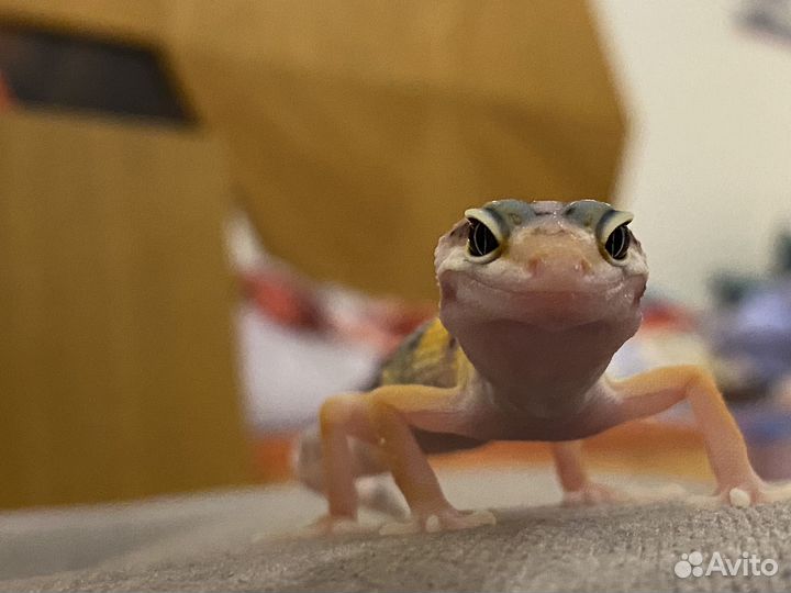 Малыши эублефара + полный комплект для содержания