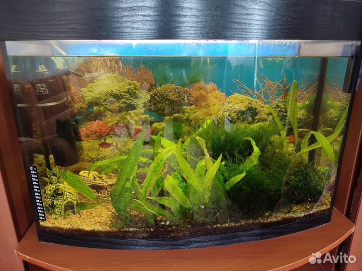 Аквариум и рыбки