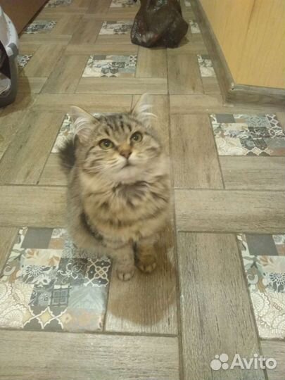Кошка в дар бесплатно