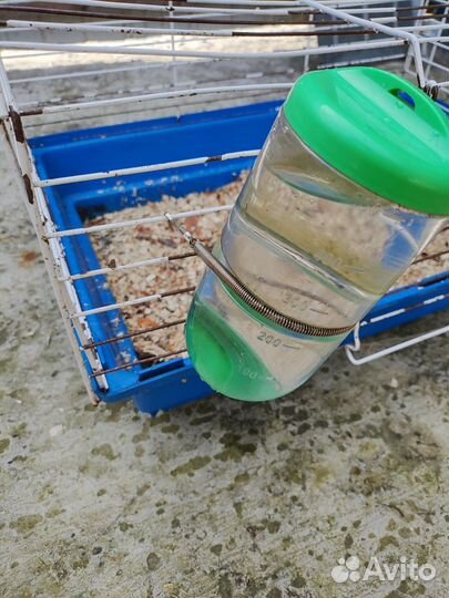 Морская свинка